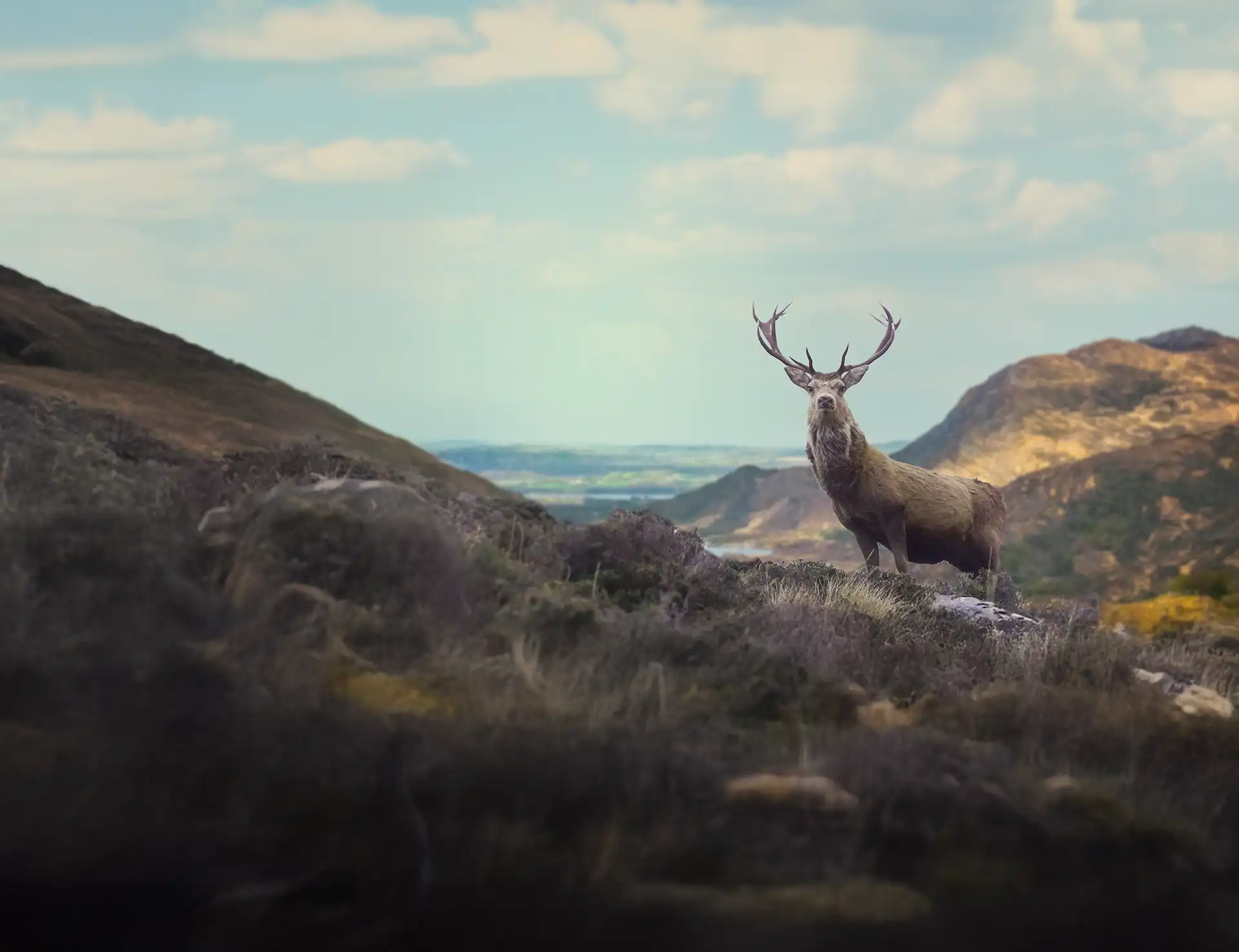 Irish Deer Stag on Mountaintop